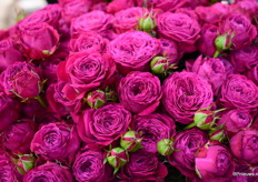 De Rush van Kwekerij Opstal.